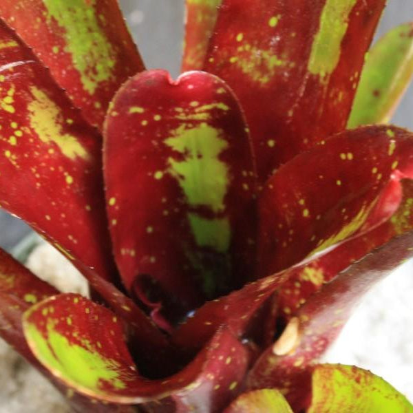 Neoregelia 'Deep Pleasure' | Bromeliad Paradise