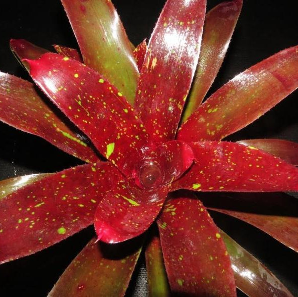 Neoregelia 'Disorder' | Bromeliad Paradise