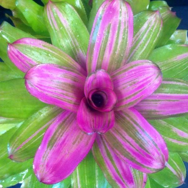 Neoregelia 'Donna' | Bromeliad Paradise
