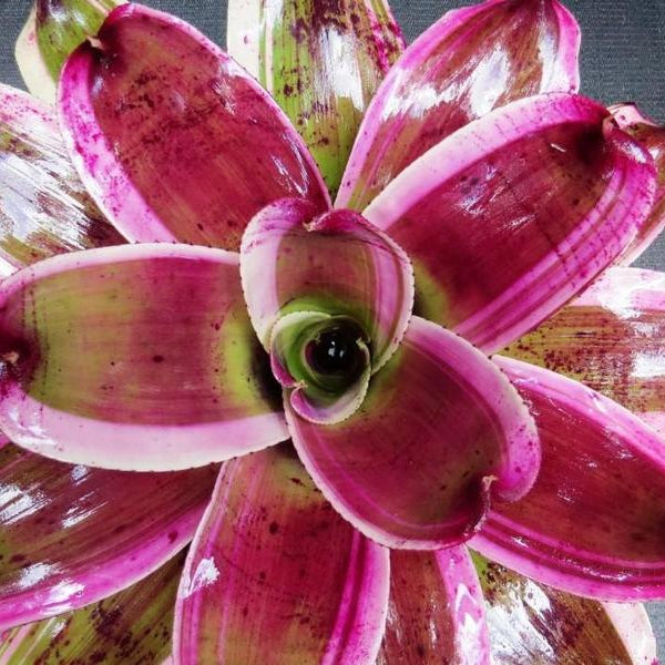 Neoregelia 'Dorothy' | Bromeliad Paradise