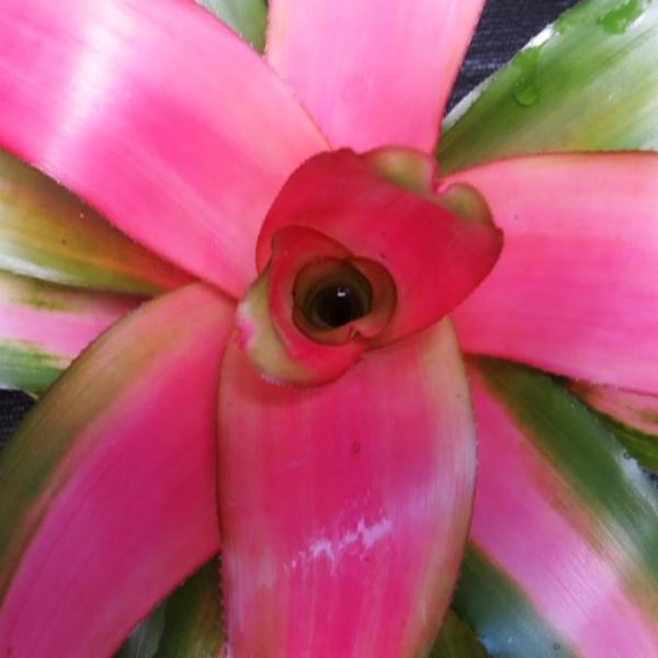Neoregelia 'Dreamsicle' | Bromeliad Paradise