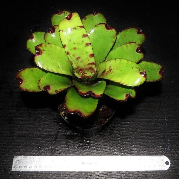 Neoregelia dungsiana X 'Skotak's Tiger'' - Bromeliad Paradise