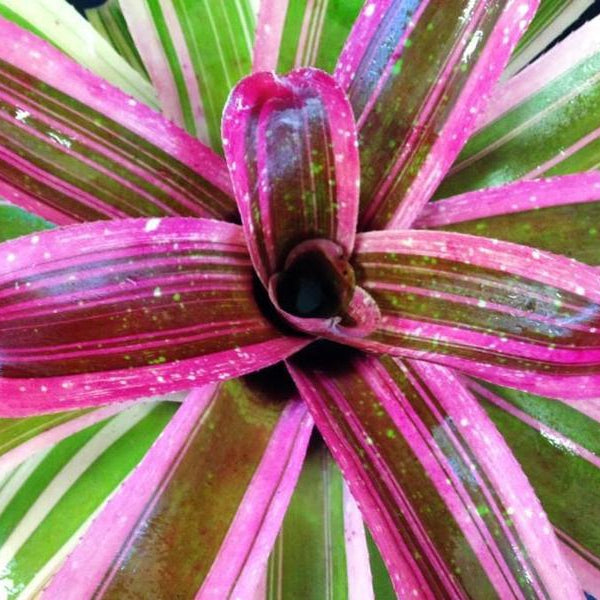 Neoregelia 'Enchantment' aka 'Larnach's Enchantment' (Albo-Marginated) | Bromeliad Paradise