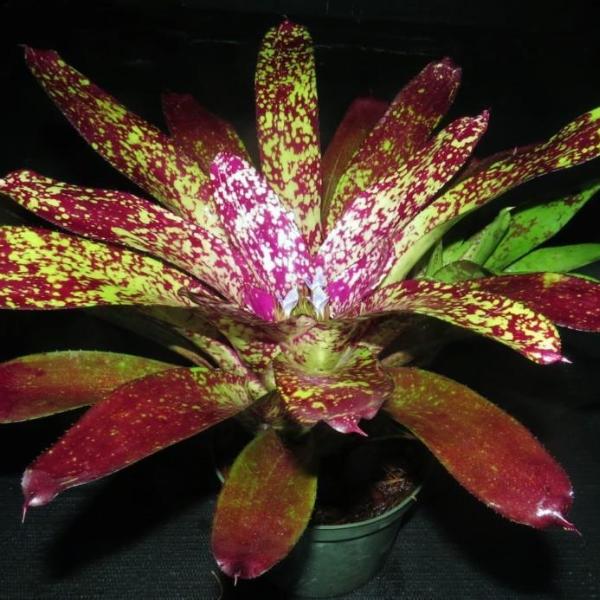 Neoregelia 'Endless Night' - Bromeliad Paradise