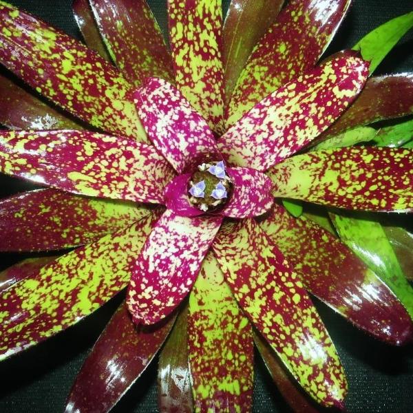 Neoregelia 'Endless Night' | Bromeliad Paradise