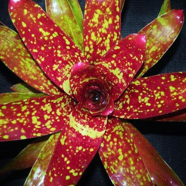 Neoregelia 'Event Horizon'