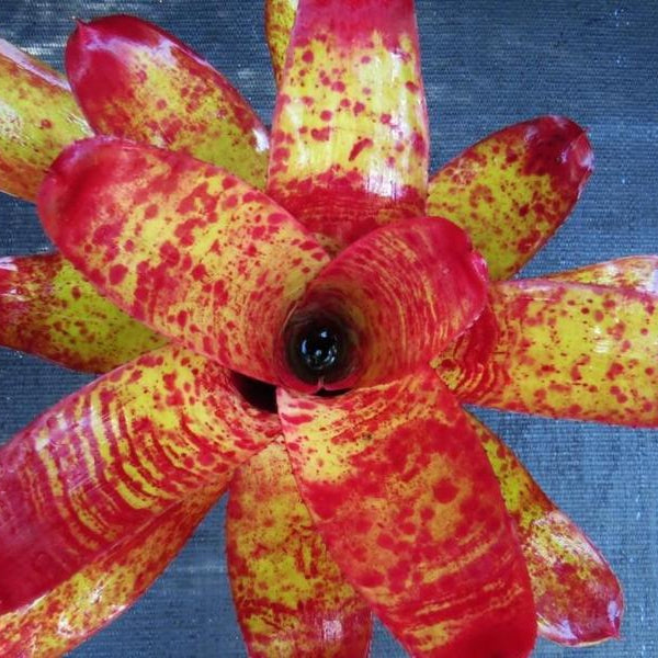 Neoregelia 'Fiona' | Bromeliad Paradise