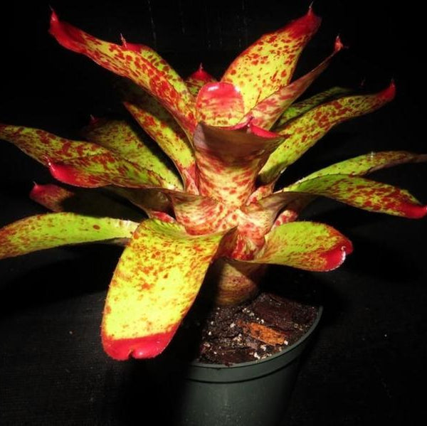 Neoregelia 'Fire on Deck' - Bromeliad Paradise