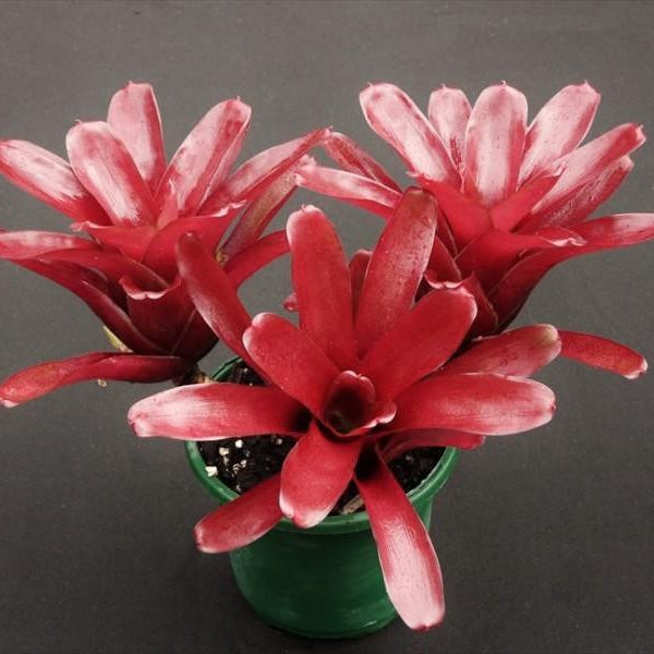 Neoregelia 'Fireball' | Bromeliad Paradise