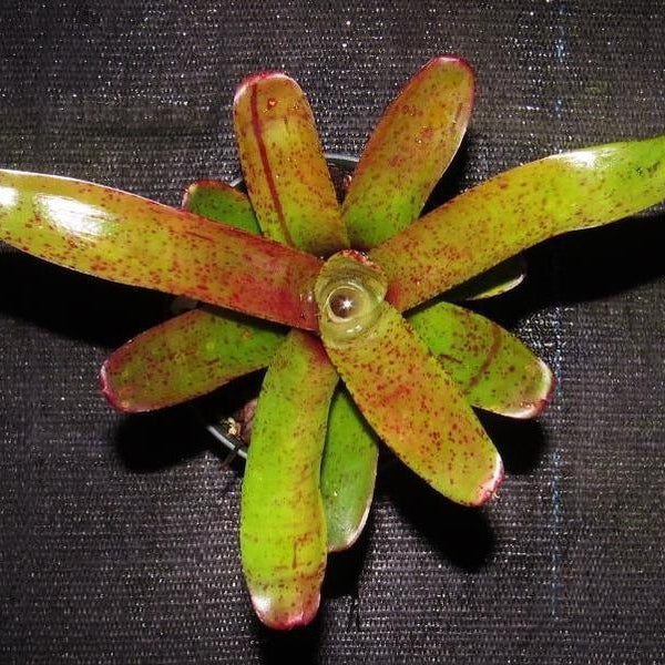 Neoregelia 'Fireball' x 'Pepper' | Bromeliad Paradise