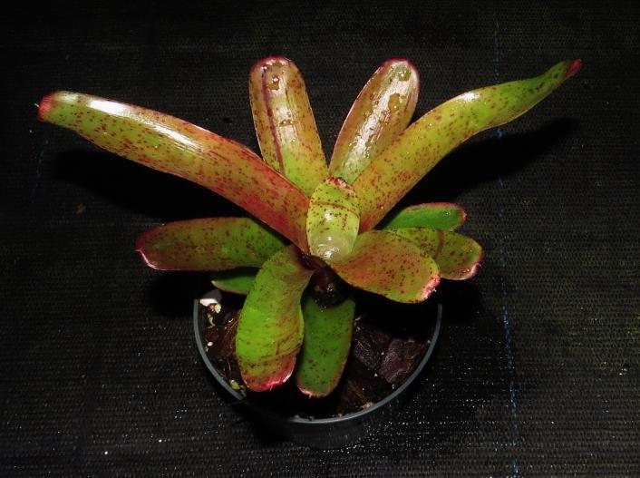 Neoregelia 'Fireball' x 'Pepper' | Bromeliad Paradise