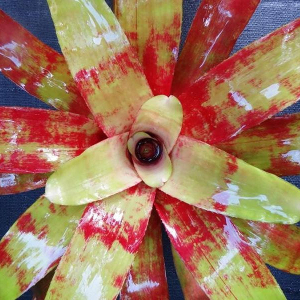 Neoregelia 'Flame Thrower' | Bromeliad Paradise