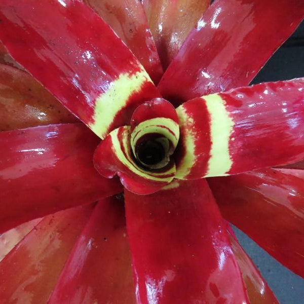 Neoregelia 'Florida Color Bands' | Bromeliad Paradise