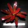 Neoregelia fluminensis x olens | Bromeliad Paradise
