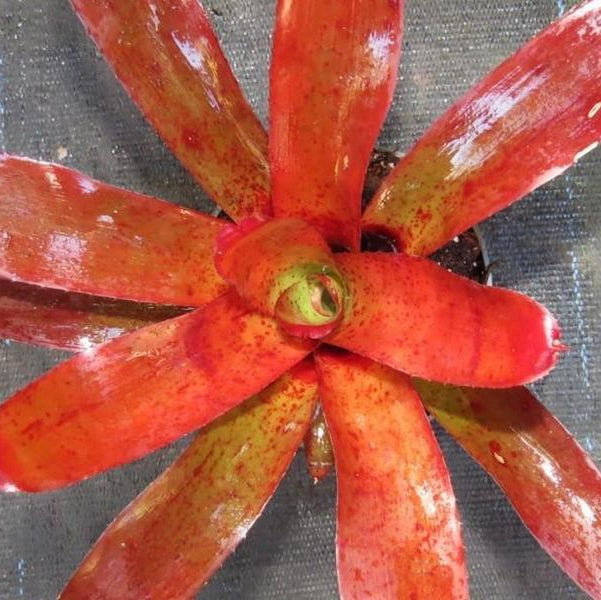 Neoregelia fluminensis x olens | Bromeliad Paradise