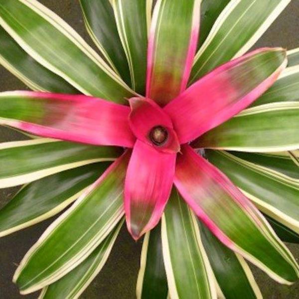 Neoregelia 'Franca' | Bromeliad Paradise