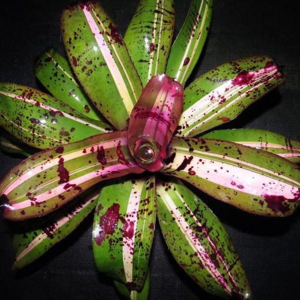 Neoregelia 'Frazier Grand' - Bromeliad Paradise