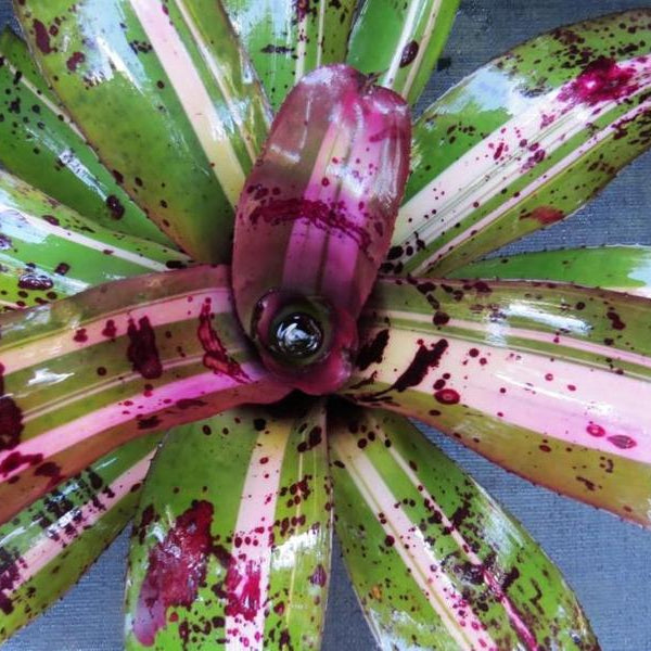 Neoregelia 'Frazier Grand' - Bromeliad Paradise