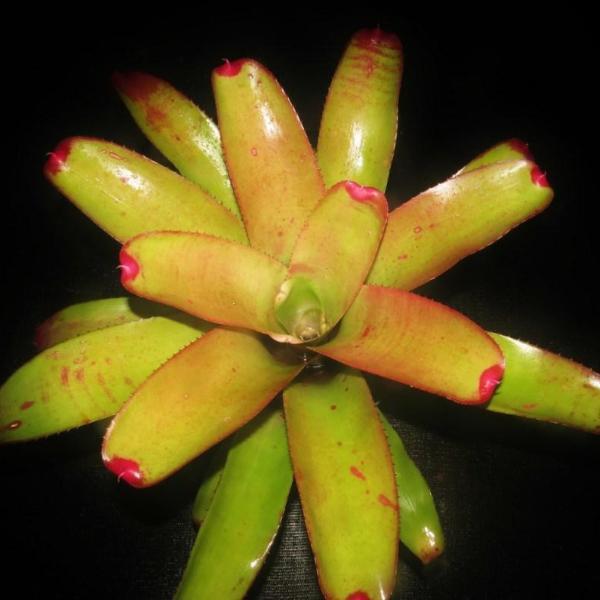 Neoregelia 'Frenches cruenta' x concentrica | Bromeliad Paradise