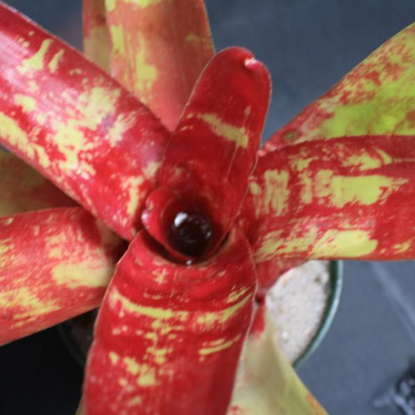 Neoregelia 'From Ray' | Bromeliad Paradise