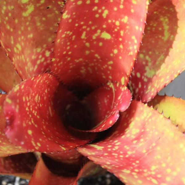 Neoregelia 'Gazpacho' X carcharodon 'Silver' | Bromeliad Paradise