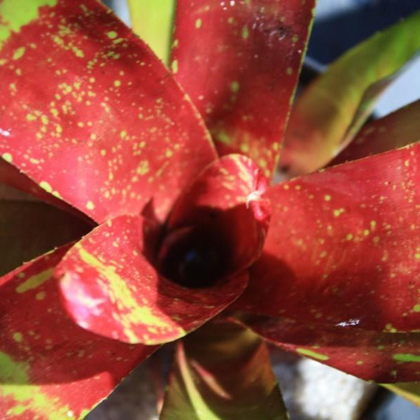 Neoregelia 'Girl Talk' | Bromeliad Paradise