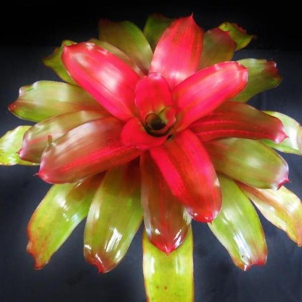 Neoregelia 'Grace' | Bromeliad Paradise