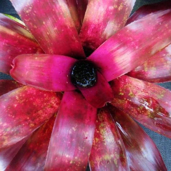 Neoregelia 'Grace Goode Girl' | Bromeliad Paradise