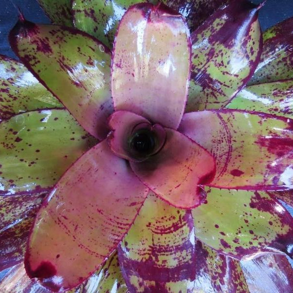 Neoregelia 'Grande' cv. 'Fantastic Gardens' | Bromeliad Paradise