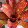 Neoregelia 'Grant' X chloristicha | Bromeliad Paradise