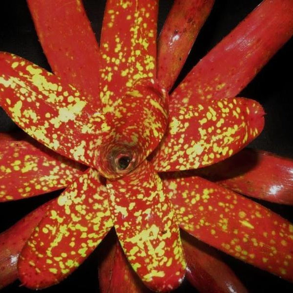 Neoregelia 'Grecian Urn' | Bromeliad Paradise