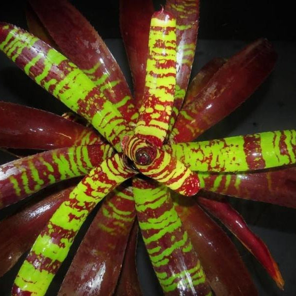 Neoregelia 'Guacamole'