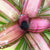 Neoregelia 'Gunpowder'