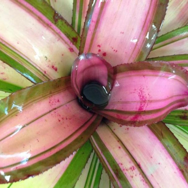 Neoregelia 'Gunpowder' | Bromeliad Paradise