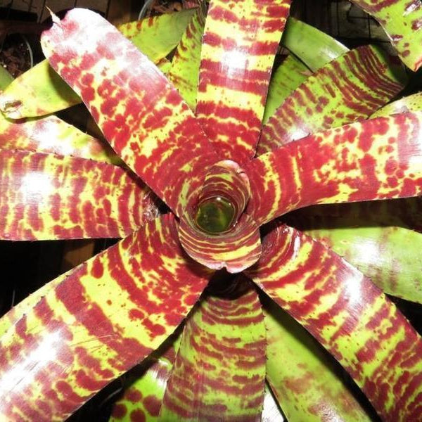 Neoregelia 'Hannibal Lecter' X 'Fosters Pink Tips' | Bromeliad Paradise