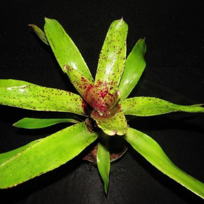 Neoregelia ('Hanibal Lecter' x 'Fosters Pink Tips') X 'Unfinished Business' | Bromeliad Paradise