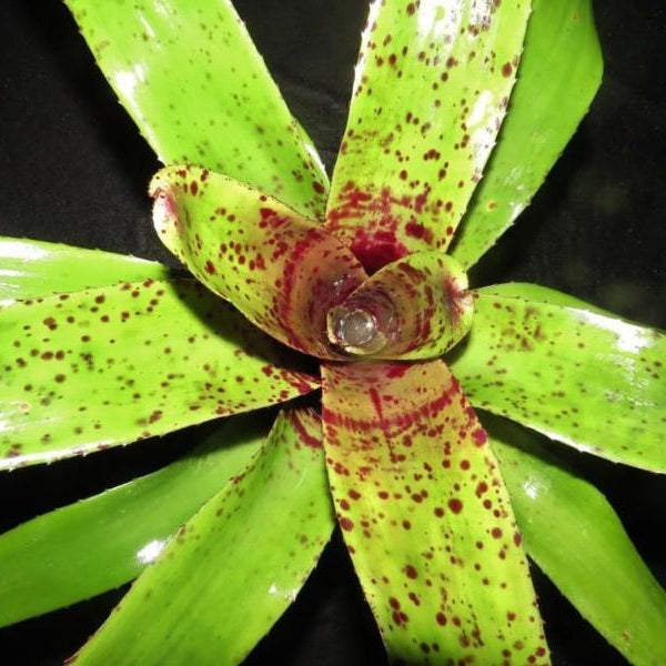Neoregelia ('Hanibal Lecter' x 'Fosters Pink Tips') X 'Unfinished Business' | Bromeliad Paradise