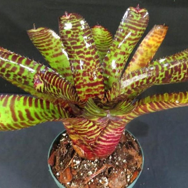 Neoregelia 'Hannibal Lecter' - Bromeliad Paradise