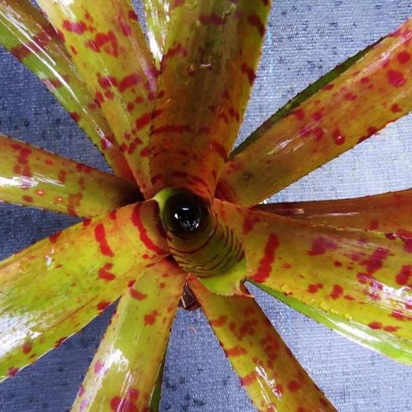 Neoregelia ('Hannibal Lecter' x ampullacea) x 'Blushing Tiger) | Bromeliad Paradise