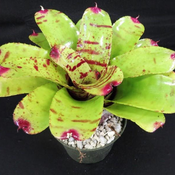 Neoregelia 'Hannibal Lecter' X chloristicta - Bromeliad Paradise