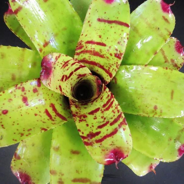 Neoregelia 'Hannibal Lecter' X chloristicta | Bromeliad Paradise
