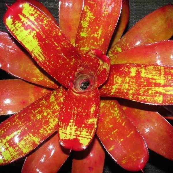 Neoregelia 'Hannibal Lecter' x 'Lambert's Pride' | Bromeliad Paradise