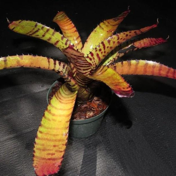 ネオレゲリア ノーマン・ベイツ　Neoregelia Norman Bates Neoregelia 'Norman Bates' - Bromeliad Paradise