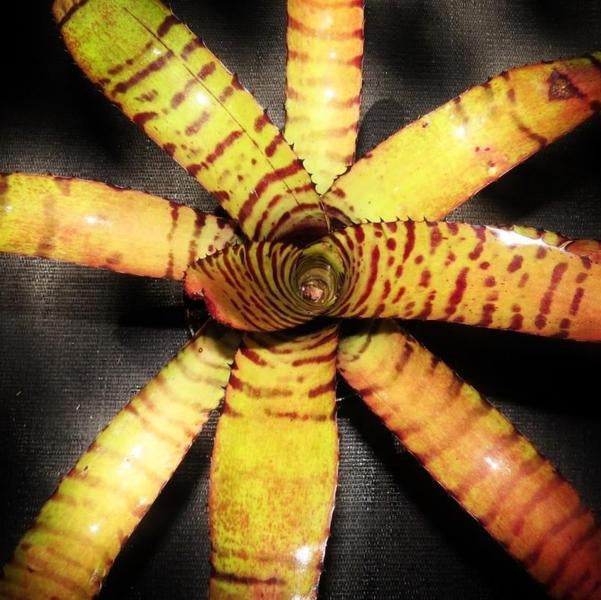 Neoregelia ('Hannibal Lecter x 'Norman Bates') x 'Norman Bates' | Bromeliad Paradise