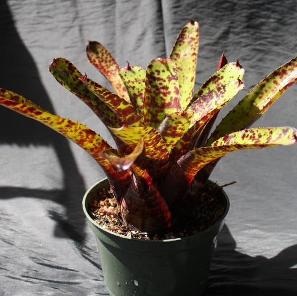 Neoregelia 'Hannibal Lecter' X smithii - Bromeliad Paradise