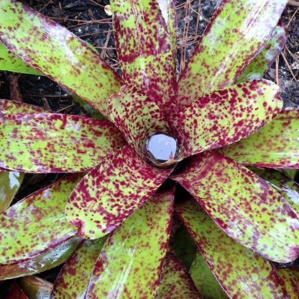 Neoregelia 'Hannibal Lecter' X smithii | Bromeliad Paradise