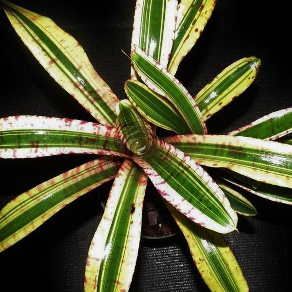 Neoregelia 'Harpo' - Bromeliad Paradise