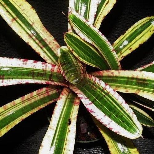 Bromeliads For Sale - Buy Bromeliads Online 