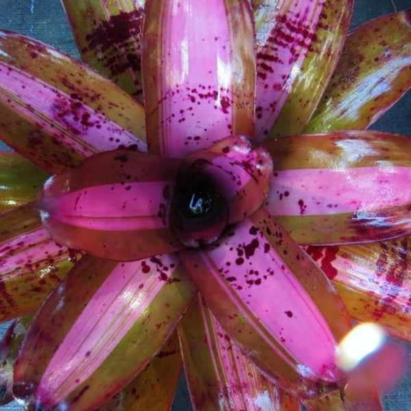 Neoregelia 'Heart of Darkness'