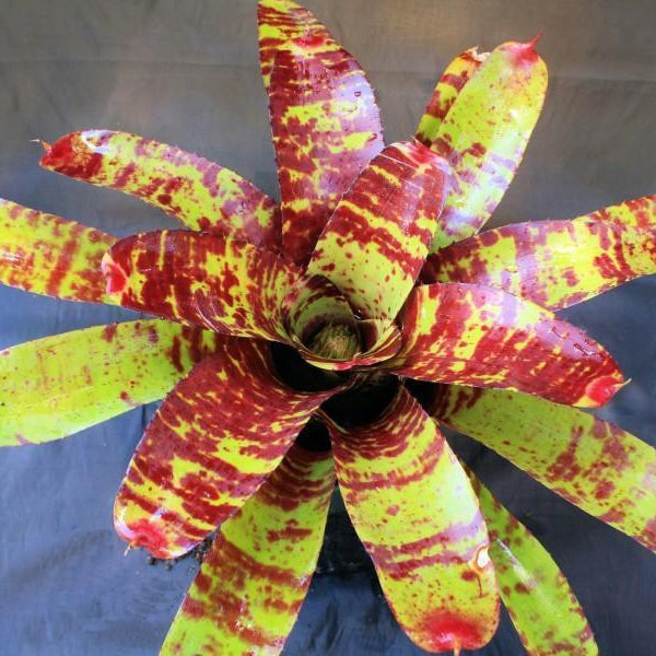 Neoregelia 'High Voltage'〔ネオレゲリア〕N0584 Neoregelia 'High Voltage' - Bromeliad Paradise